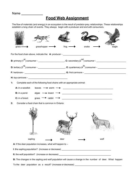 Food Web Assignment - Worksheet - Tuesday, May 28, 2019 Simple Food Chain, Science Food Chains, Food Chain Activities, Food Chain Worksheet, Food Web Worksheet, Food Web Activities, Nye Food, Biology Worksheet, Biology Classroom