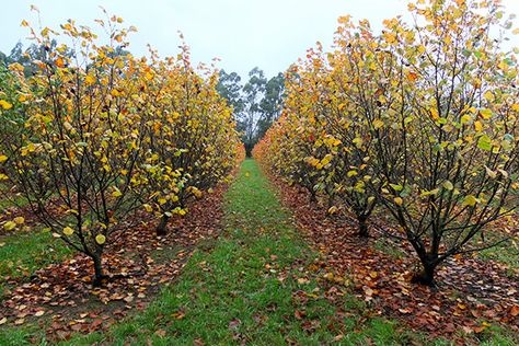 Growing Hazelnuts Trees, Hazelnut Farm, Truffle Farming, American Chestnut Tree, Almond Orchard, Maine Garden, Hazelnut Tree, Nut Trees, Horse Chestnut Trees