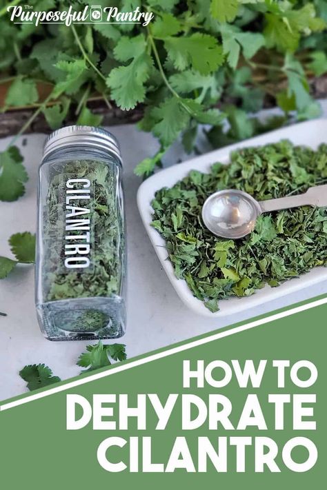 Dried cilantro in an herb bottle and on a serving dish with fresh cilantro in the background Dry Cilantro, Herb Salt Recipe, Dehydrator Recipes Fruit, Preserve Fresh Herbs, Dehydrating Food Storage, Drying Fresh Herbs, Food Dehydration, Drying Cilantro, Preserving Herbs