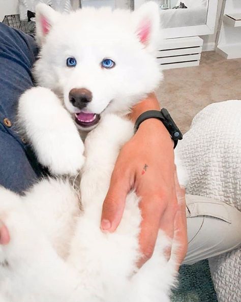 Blue Eyed Husky, Fluffy Husky, Husky With Blue Eyes, Cute Husky Puppies, White Husky, Cute Husky, Cute Dog Photos, White Dog, Blue Eyed