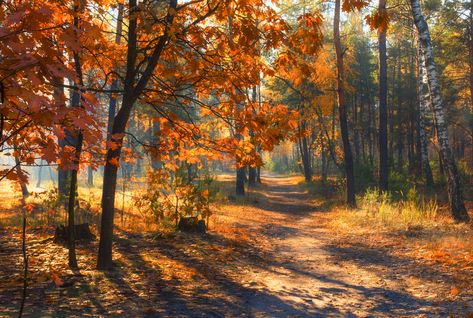 자작나무 그림, Helloween Wallpaper, Afternoon Sun, Night Forest, Watercolor Landscape Paintings, Autumn Scenery, Nature Art Painting, Autumn Painting, Autumn Forest