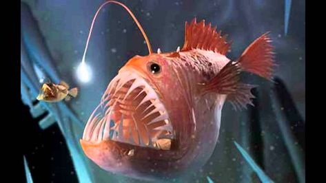 Humpback anglerfish: Characteristics, habitat reproduction and more... Humpback Anglerfish, Angler Fish Tattoo, Deep Sea Creatures, Weird Fish, Angler Fish, Thomas Edison, Deep Sea Fishing, Creature Feature, Sea Monsters