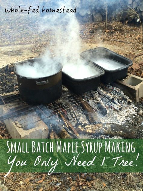 Homesteading Diy, Maple Trees, Homesteading Skills, Living Off The Land, Urban Homesteading, Two Trees, Wild Edibles, Homestead Survival, Sugar Maple