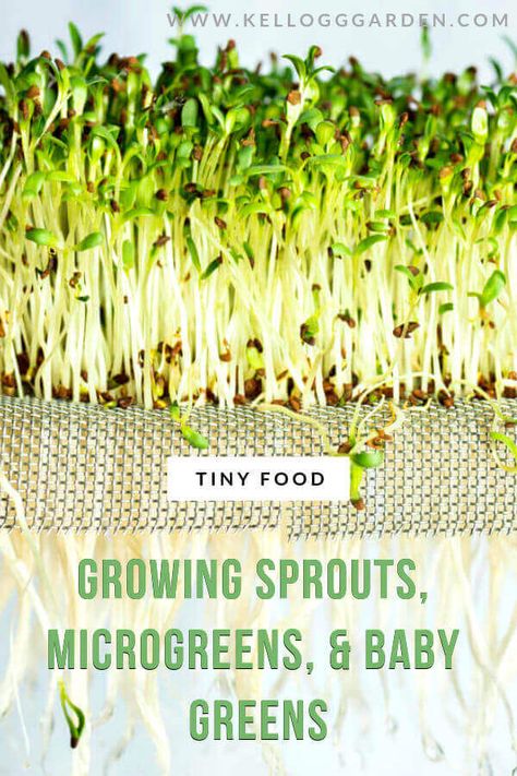 UNIQUE EATS: SPROUTS, MICROGREENS, AND BABY GREENS | Kellogg Garden Products Veggies Garden, Herbs Growing, Growing Kale, Full Garden, Homestead Gardening, Food Growing, Growing Sprouts, Gardening Indoors, Kitchen Gardening