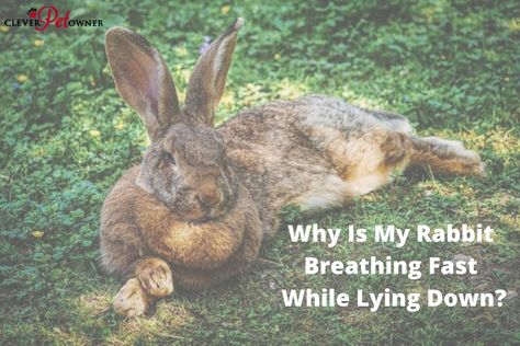 Why Is My Rabbit Breathing Fast While Lying Down? - Clever Pet Owners Rabbit Lying Down, Heavy Breathing, Brain Freeze, Sweat Gland, Interesting Reads, The Good News, Small Breed, Cold Meals, Have You Seen