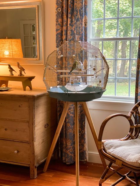 Bird Cage In Bedroom, Pet Bird Aesthetic Cage, Finches Bird Cage, Small Bird Cage Decor Ideas, Birds Cage Ideas Indoor, Parakeet Bird Cage Ideas, Pet Bird Cage Ideas, Natural Bird Cage, Bird Cage Setup Ideas