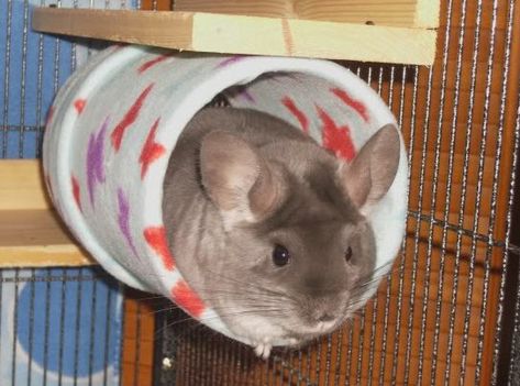 Diy Chinchilla Toys, Hammock Diy, Chinchilla Care, Chinchilla Toys, Chinchilla Pet, Chinchilla Cage, Soft Floor, Cozy Sleep, Sugar Gliders