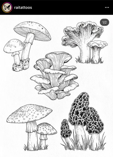 Mushroom Flash, Fungi Art, Mushroom Tattoos, Mushroom Drawing, Mushroom Art, Flash Art, Botanical Drawings, Cute Tattoos, 그림 그리기