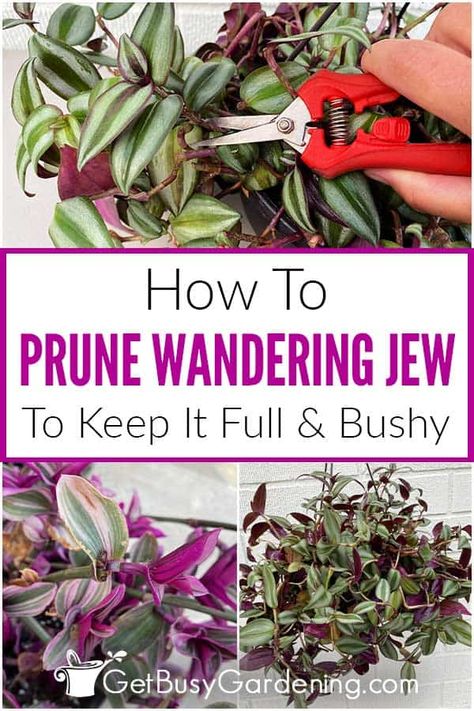 Pruning wandering jew plants is easy, and even a beginner can successfully tackle it with help from my detailed guide. I’ve shared my best tips for pruning Tradescantia, along with step by step instructions, helpful tool suggestions, and the right techniques to use. It’s an easy way to learn how to keep your wandering jew full and bushy. Check it out and discover how simple it is to prevent legginess and encourage fuller growth by establishing a regular pruning routine for your wandering jew. Wondering Jew Plant Care, Plant Container Ideas, Wandering Jew Plant Care, Wondering Jew Plant, Wondering Jew, Jew Plant, Pruning Plants, Wandering Jew Plant, Wandering Jew