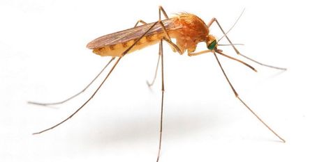 SUNDAY TIMES - 7 things worth knowing about mosquitoes Malaria Symptoms, Human Liver, Mosquito Control, Mosquito Bite, Pest Control Services, Insect Repellent, Simple Tricks, Home Remedies, Singapore