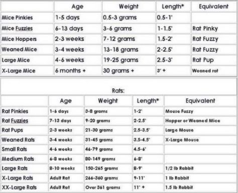 Rat/Mouse Size comparisson chart - Aussie Pythons & Snakes Reptile Diy, Ball Python Pet, Snake Breeds, Ball Python Care, Rat Ideas, Snakes For Sale, Snake Care, Unique Pets, Dragon Food