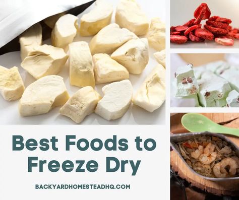 Best Foods to Freeze Dry Home Freeze Dried Food Guide Freeze Dried Food To Sell, Foods To Freeze Dry, Dry Freeze Food, Freeze Dried Eggs, Freeze Dried Milk, Freeze Drying At Home, Things To Freeze Dry, Healthy Freeze Dried Snacks, Freeze Dry Business