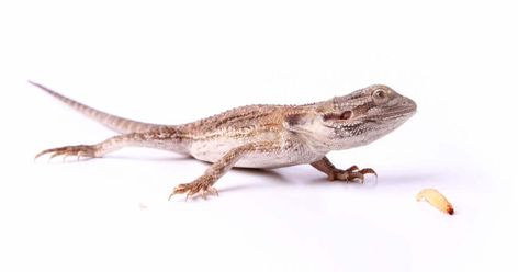 In this post we learn how often bearded dragons eat and present a bearded dragon feeding chart by age. Bearded Dragon Feeding, Bearded Dragon Funny, Bearded Dragon Diet, Baby Bearded Dragon, Cat Shaming, Bearded Dragon Care, Bone Diseases, Guinea Pig Toys, Reptile Cage