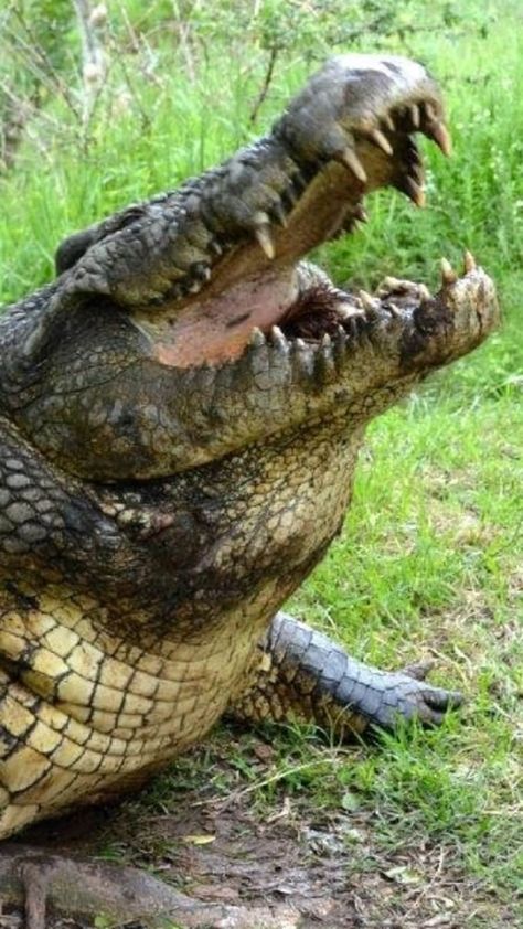 World’s oldest crocodile: Henry the 16 ft giant who has fathered 10,000 babies Giant Crocodile, Saltwater Crocodile, Reptile Snakes, Australian Wildlife, Crocodiles, Reptiles And Amphibians, Amphibians, Animal Kingdom, Reptiles