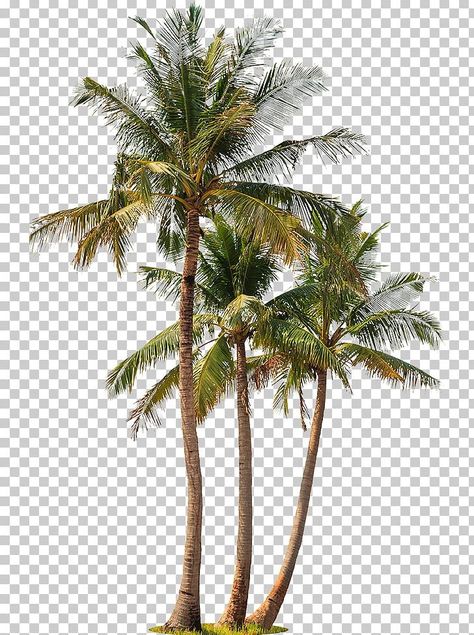 Photography Png, Palm Tree Png, Palm Tree Photography, Png Images For Editing, Tree Photoshop, Eagle Images, Tree Plan, Free Green Screen, Palm Tree Art