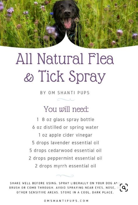 Dog Safe Essential Oils, Homemade Flea Spray, Dog Flea Remedies, Essential Oils For Fleas, Flea Remedies, Pet Remedies, Meds For Dogs, Essential Oils Dogs, Flea And Tick Spray