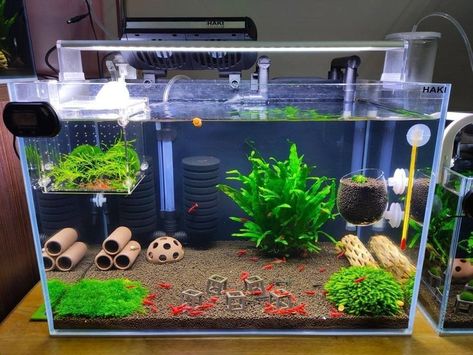 Animal Tank Ideas, Fish Tank Organization, Themed Fish Tank Ideas, Shrimp Aquarium Ideas, Aquarium For Home, Shrimp Tank Ideas, Aquarium Home Decor, Cool Fish Tank Decorations, Fish Tank Ideas