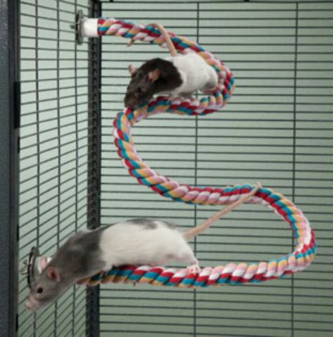 Small animal climbing rope Diy Rat Toys, Rattus Rattus, Rat Cage Accessories, Rat Care, Pet Rodents, Baby Rats, Rat Toys, Rat Cage, Fancy Rat