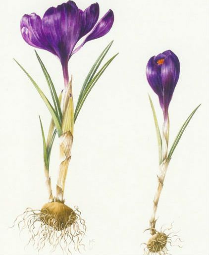 Crocus Vernus Flower, Crocus Painting, Inns Of Court, Iris Drawing, Painting Plants, Botanical Artists, Botanical Inspiration, Wildflower Drawing, Montessori Cards