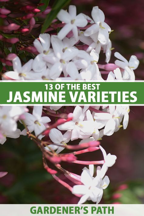 Jasmine Plant Outdoor, Jasmine Climber, Jasmine Trellis, Jasmine Bush, Jasmine Vines, Jasmine Tree, Pink Vines, Carolina Jasmine, Benefits Of Vegetables