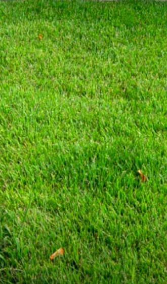 Tall Fescue Vs. Sun And Shade Grass- Know Which Is The Best! Shade Grass Lawn, Tall Fescue Grass Lawn, Fescue Grass Lawn, Tall Fescue Lawn, Fescue Grass Seed, Tall Fescue Grass, Fescue Lawn, Best Grass Seed, Fescue Grass