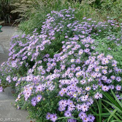 Aster oblongifolius 'Raydon's Favorite' Massachusetts Gardening, Rose Creek Abelia, Hamptons Garden, Flower Garden Plans, Garden Plans, Farmhouse Garden, Desert Garden, Native Garden, Plant Combinations