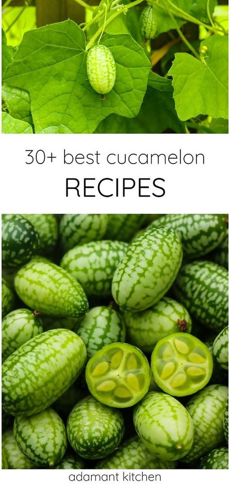 Explore Real Food Recipes & Healthy Recipes with 30+ best cucamelon recipes. From pickled cucamelons to refreshing summer salads and cocktails, these recipes highlight the versatility of these tiny "mouse melon" cucumbers. Discover new ways to enjoy cucamelons. Find more cucamelon recipes, summer vegetables, and cucumber recipes at adamantkitchen.com. Mouse Melon, Cucamelon Recipes, Gooseberry Recipes, Melon Recipes, Melon Salad, Vegan Eggplant, Canning Fruit, Foraging Recipes, Sides Recipes