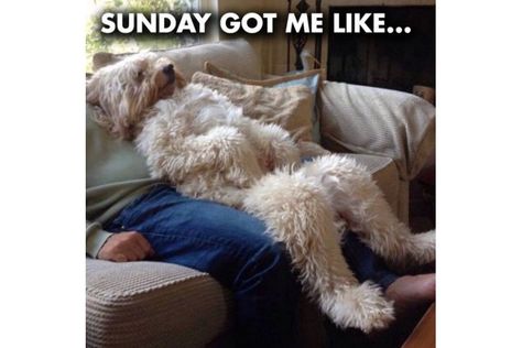 Funny Sunday Memes, Quotes Friendship Funny, Friendship Funny, Sunday Humor, Quotes Friendship, Curious Cat, Funny Dog Pictures, Funny Animal Memes, Dog Quotes