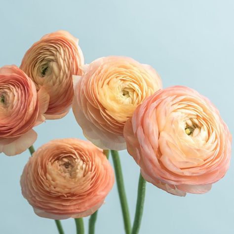 Blush Pink Ranunculus, Ranuculas Flowers, Renuculas Flower, Ranunculus Wedding Centerpieces, Runuculous Flower, Pastel Ranunculus, Salmon Ranunculus, Coral Ranunculus, Red Ranunculus