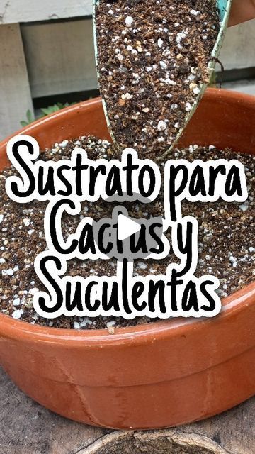 Balcony Plants, Cactus Y Suculentas, Interior Garden, Cactus And Succulents, Cactus, Jade, Plants, Green, On Instagram