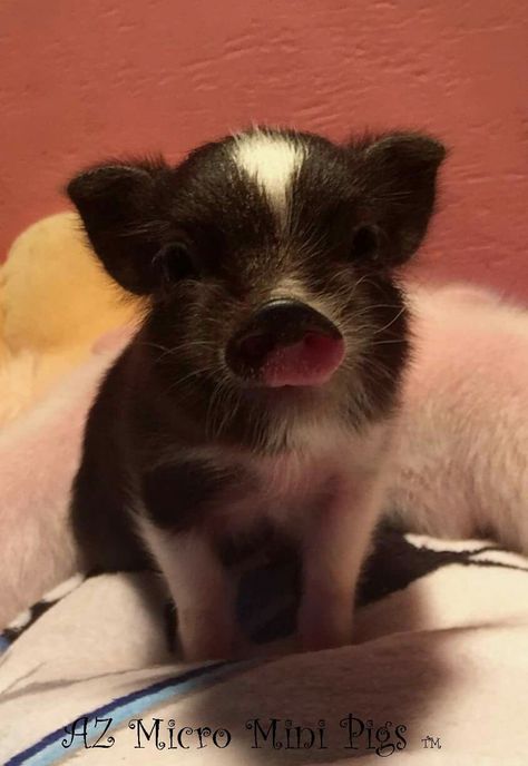 Micro Pigs, Cute Piglets, Baby Farm Animals, Mini Pigs, Baby Animals Pictures, Pet Pigs, Baby Pigs