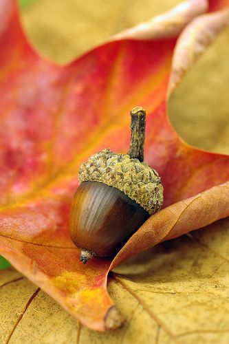 Autumn Scenes, Autumn Scenery, Fabulous Fall, Happy Fall Y'all, Autumn Beauty, Fall Pictures, On The Ground, Happy Fall, Fall Harvest