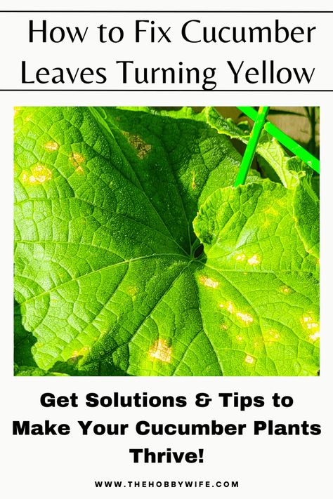 How to fix cucumber leaves turning yellow infographic. Cucumber Leaves Turning Yellow, Cucumber Plants, Cucumber Plant, First Place, Fix It, Cucumber, Turning, The First, Make Your