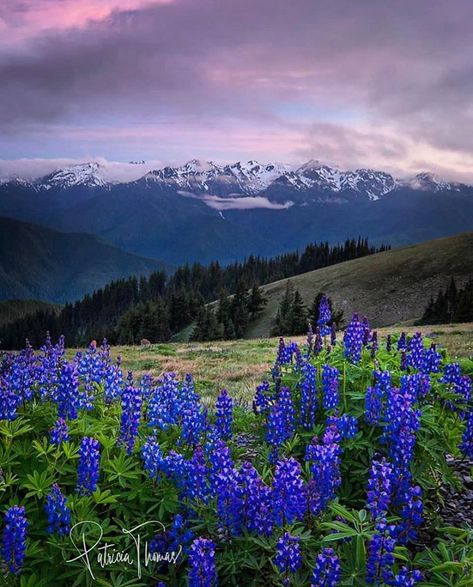 Pnw Art, Olympic Mountains, Colors Of The Wind, Olympic Peninsula, Wide World, Mountain Range, Of The Earth, The River, The Forest