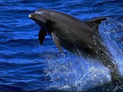 Black Dolphin ( Cephalorhynchus eutropia ) Black, Chilean, or White-bellied dolphin. Found in the Coastal waters of Chile. Head-tail straight-line length = c.1.6m Weight = c.45kg Black Dolphin, Wild Dolphins, Shrimp Boats, Marine Love, The Dolphins, Bottlenose Dolphin, Fishing Charters, Beach Adventure, Deep Sea Fishing