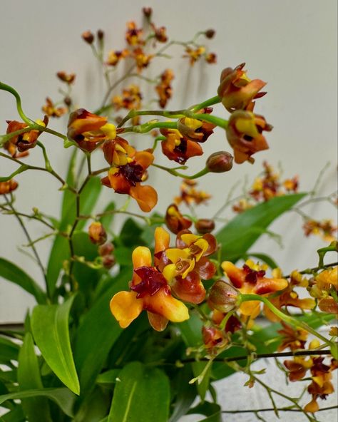 Oncidium Tiny Twinkle „Orange Pride“ 🧡🪴🥰 Twinkle Twinkle, Orange