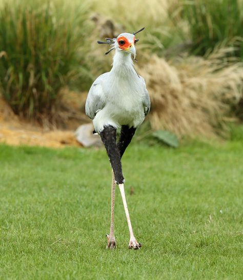 Secretary Bird, Most Beautiful Birds, Unusual Animals, Rare Animals, Airbrush Art, Funny Birds, Exotic Birds, Pretty Birds, Weird Animals