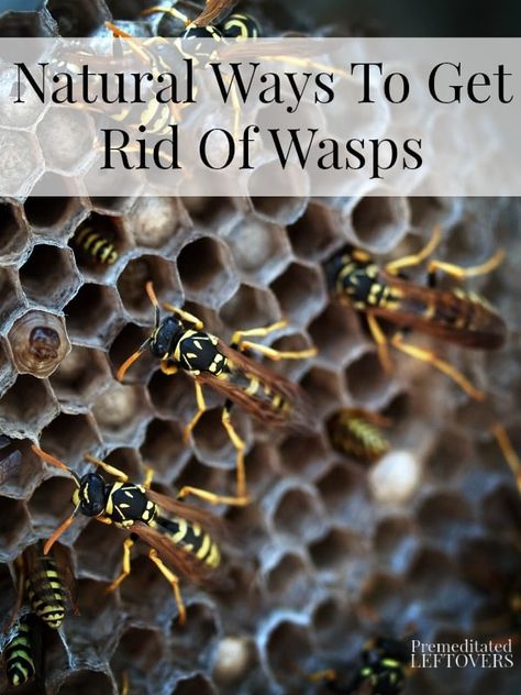 Natural Ways To Get Rid Of Wasps - Here are some ways to deter wasps from making nests near your house without resorting to harmful chemicals. Bee Repellent, Getting Rid Of Bees, Wasp Repellent, Shade Loving Plants, Get Rid Of Wasps, Flea Prevention, Diy Lawn, Bees And Wasps, Natural Pest Control