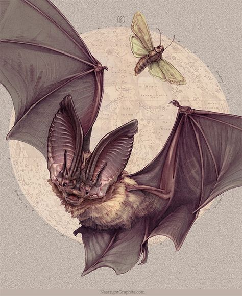 Tattoo Crane, Bats Tattoo Design, Bat Species, The Night Shift, Bat Art, Bat Tattoo, Kawaii Tattoo, Portraiture Painting, Natural Pest Control