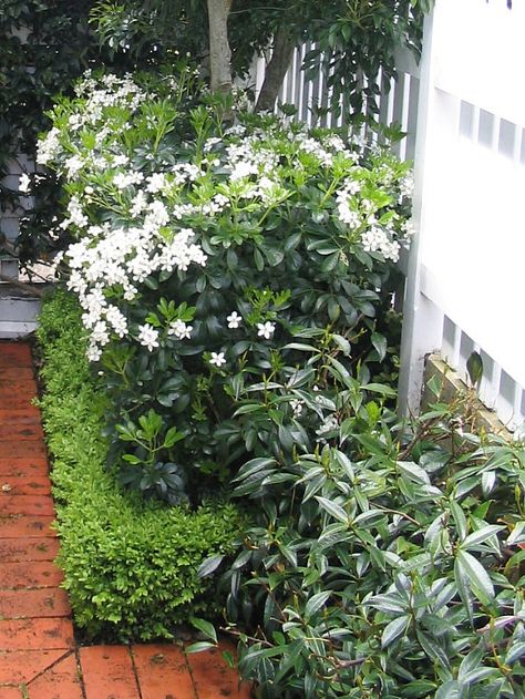 Layered hedges - Mexican Orange Blossom in flower, Choisya ternata; Buxus hedge; and Chinese Star Jasmines as a soft mounding groundcover hedge. Designed by HEDGE Garden Design & Nursery. Choisya Ternata, Small Backyard Garden Design, Garden Hedges, Small Backyard Gardens, Garden Wallpaper, Garden Shrubs, Fence Landscaping, Backyard Garden Design, Chelsea Flower Show