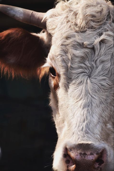 Hereford Cattle Photography, Horse Western Aesthetic, Cow Portrait Photography, Cattle Photography, Cow Eyes, Cow Photography, Cow Wallpaper, Cow Photos, Bull Cow