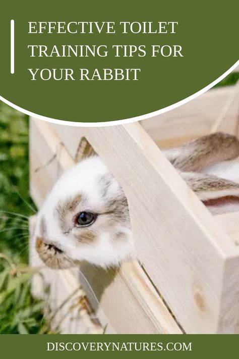 Believe it or not, rabbits can be potty trained. It can be daunting but with a bit of preparation and diligence, it can a lot less hassle. Learn effective toilet training tips for your rabbit in this article. #pottyraining #pterrabbit #petbunny Potty Training Rabbits, How To Potty Train A Bunny, Pet Rabbit Care, Potty Train, Potty Training Tips, Rabbit Care, Bun Bun, Pet Bunny, Toilet Training