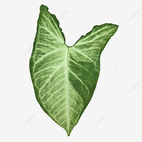 Syngonium Arrowhead, Syngonium Plant, Plant Png, Arrowhead Plant, Plant Clips, Single Leaf, Summer Banner, Single Tree, Vector Artwork