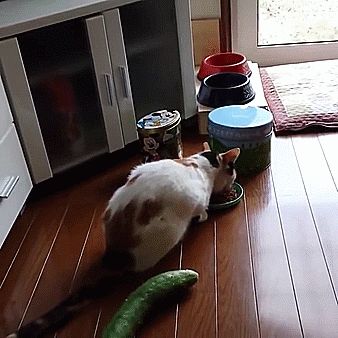 cat cucumber Cats Scared Of Cucumbers, Cats Vs Cucumbers, Cats And Cucumbers, Cat Problems, Sneak Attack, Scared Cat, Amazing Gifs, Green Monster, Funny Video Clips