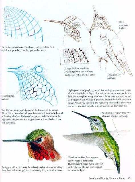 How To Draw Birds, Draw Birds, Hummingbird Painting, Bird Sketch, Nature Sketch, Bird Carving, Hummingbird Art, Scientific Illustration, Arte Inspo