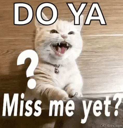 Miss Me Yet Cat GIF - Miss Me Yet Cat Miis Me - Discover & Share GIFs Love You More Quotes, Winnie The Pooh Gif, Good Night Cards, Funny Cat Images, Good Night Cat, Miss You Already, You Miss Me, Do You Miss Me, Cat Images