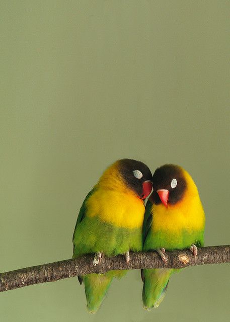 Yellow-collered Lovebirds.  I had a lovebird named Kenya who was blue and green for 7 yrs.  She was amazing. Romantic Animals, Green Birds, Rare Birds, Bird Wallpaper, Exotic Birds, Pretty Birds, Colorful Birds, Cute Birds, Little Birds