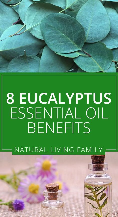 Eucalyptus Benefits, Eucalyptus Essential Oil Uses, Eucalyptus Oil Benefits, Benefits Of Eucalyptus, Relieve Itchy Skin, Grain Alcohol, Essential Oil Benefits, Eucalyptus Oil, Eucalyptus Essential Oil