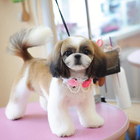 Girl Shih Tzu Haircut, Shitzu Haircuts Girl, Corte Shitzu, Shih Tzu Haircuts Grooming, Japanese Dog Grooming, Shitzu Dogs Haircuts, Shih Tzu Hair Styles, Dog Grooming Shih Tzu, Dog Grooming Diy