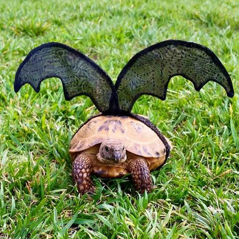 Handmade Pet Costume - Tortoise Bat Tortoise Costume, Pancake Tortoise, Pet Tortoise, Turtle Costume, Russian Tortoise Diet, Russian Tortoise, Tortoise Care, Tortoise Habitat, Sulcata Tortoise